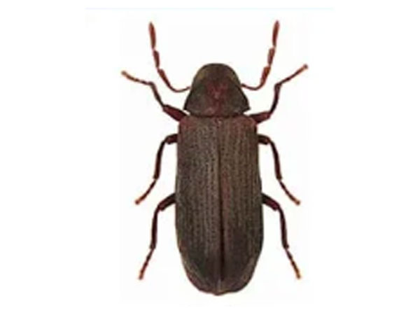 woodborer control services